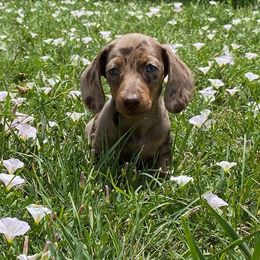 Dachshunds from Rebekah's Dachshunds