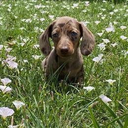 Dachshunds from Rebekah's Dachshunds