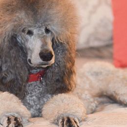 Poodles from AR River Valley Standards