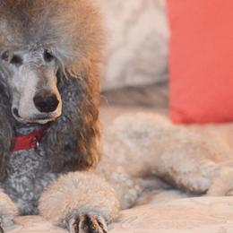 Poodles from AR River Valley Standards
