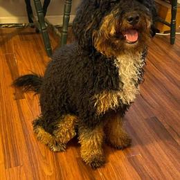 Bernedoodles and Goldendoodles from Doo a Little Doodle
