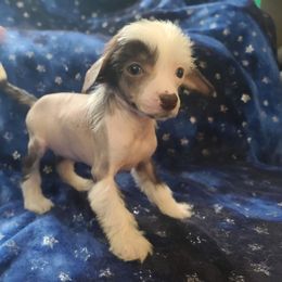 Thlf4 - White and chocolate female Chinese Crested puppy in New Castle, Pennsylvania from Long Rotts & Long Haul Cresteds