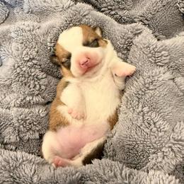 Ladybug - Sable female Pembroke Welsh Corgi puppy in Arcanum, Ohio from Weissway Corgis