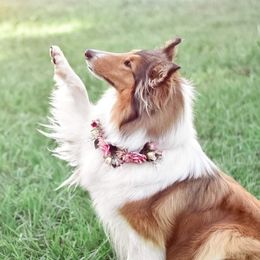 Enid - Collie
