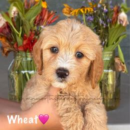Wheat - Cream female Goldendoodle puppy in Lancaster, Minnesota from North Star Dog Training