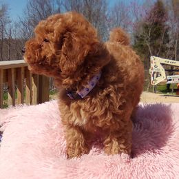 Poodle Puppies from Scenic Hills Kennels