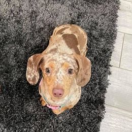 Lilah - Dachshund