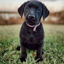 Evil-Lyn - Purple Collar - Black female Labrador Retriever puppy in Cocoa, Florida from Harrison's Lakeside Labradors LLC
