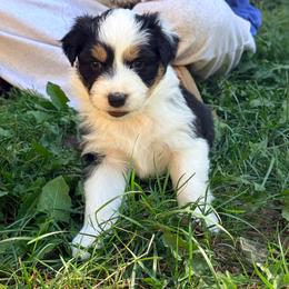 Lil - Black tri-color female Australian Shepherd puppy in Ashland, Ohio from SS Australian Shepherds