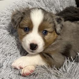 Blue Merle Girl - Blue merle female Miniature American Shepherd puppy in Lake Ariel, Pennsylvania from Dream’s Edge Farm