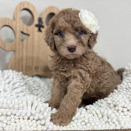 Ember-Pink Collar - Chocolate merle female Bernedoodle puppy in Oak Hills, California from High Desert Doodles