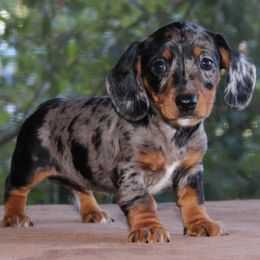 Puppy E AKC Purebred DNA Tested Parents - Dapple female Dachshund puppy in Haines City, Florida from Divine Poodle Paradise Standard Poodles & Divine Dachshunds
