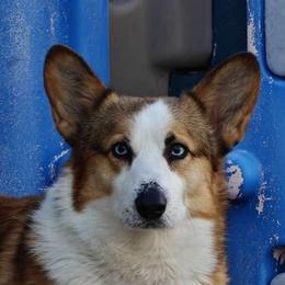 Remus - Pembroke Welsh Corgi