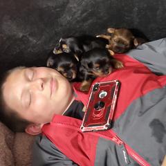 Shorkies from Northern CA Shorkies