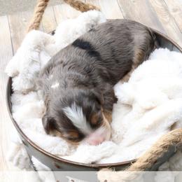 Waylon - Merle male Bernedoodle puppy in Idaho Falls, Idaho from Idahome Doodle
