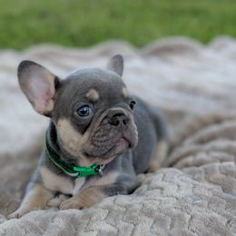 French Bulldog and Golden Retriever Puppies from Show me goldens and frenchies