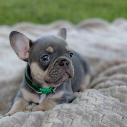 French Bulldog and Golden Retriever Puppies from Show me goldens and frenchies