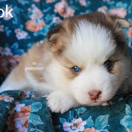 Brook - Red and white female Pomsky puppy in Mc Callsburg, Iowa from SZ Rolling Acres LLC