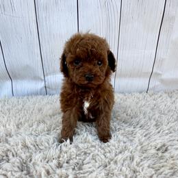 Nugget (AKC) - Red  male Poodle puppy in Riverside, California from Red Toy Poodle World