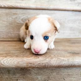 Caramel - Red merle and white female American Corgi puppy in Phelan, California from Desert Sunset Corgis