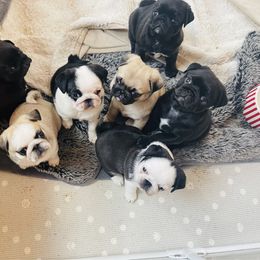 Pug puppies from Gold Leaf Farm Pugs