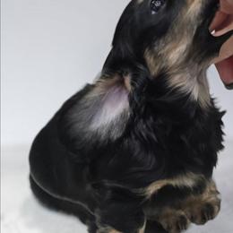 Tabitha - Black and cream female Dachshund puppy in Oklahoma City, Oklahoma from OkieDoxieland Dachshunds