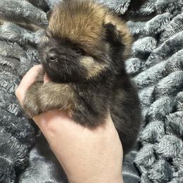 Mya - Orange sable female Pomeranian puppy in Waterloo, Indiana from Garcias Pomeranian