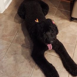 Raven - Australian Labradoodle