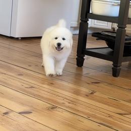 Great Pyrenees Puppies from McCarthy Ranchette LLC