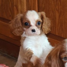 Mack - Blenheim male Cavalier King Charles Spaniel puppy in Pleasant City, Ohio from cywood's ohio cavaliers