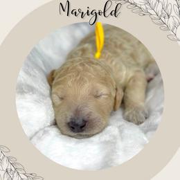 Marigold - Cream female Goldendoodle puppy in Asheboro, North Carolina from Magnolia Farm Doodles