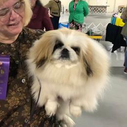 Pearl - Pekingese