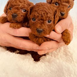 Poodle puppies from Toy Poodles by Iryna