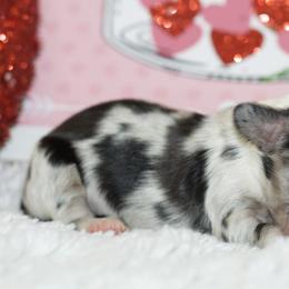 Freeze - Dapple male Dachshund puppy in Bellville, Ohio from JK Mini Doxies