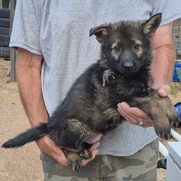 Violet Girl 3 - Sable female German Shepherd puppy in Lake George, Colorado from High Country German Shepherds