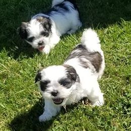 Shih Tzus from Sonya Garrett