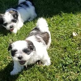 Shih Tzus from Sonya Garrett