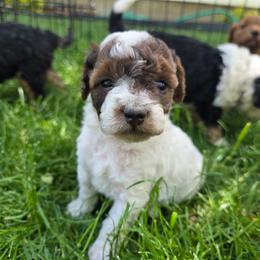 Peony - Sable female Aussiedoodle puppy in Blackfoot, Idaho from Draper Mountain Doodles