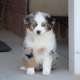 Australian Shepherd and Miniature Australian Shepherd Puppies from Canyon Creek Aussies