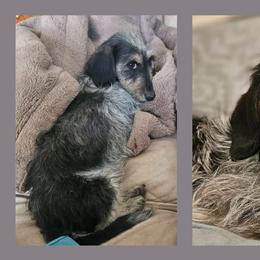 Bacardi - Black and cream female Dachshund puppy in Anaconda, Montana from Montana Country Dachshunds