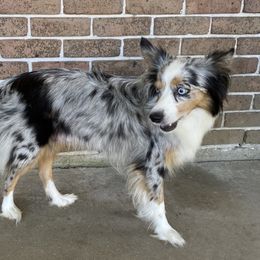 Gypsy - Miniature Australian Shepherd