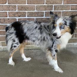 Gypsy - Miniature Australian Shepherd