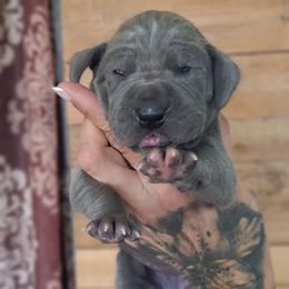 Shock gal - Blue female Great Dane puppy in Norwalk, Ohio from Swanger Danes
