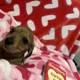 Godiva - Red female Dachshund puppy in Tacoma, Washington from Thedachhouse