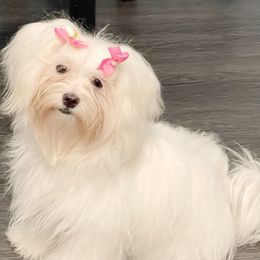 MiCha - Maltese