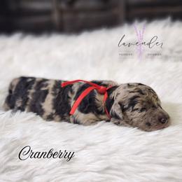 Cranberry - Merle female Cockapoo puppy in Mancelona, Michigan from Lavender poodles & doodles