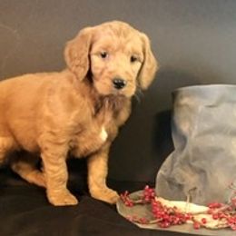 Goldendoodles from Cindy Totten