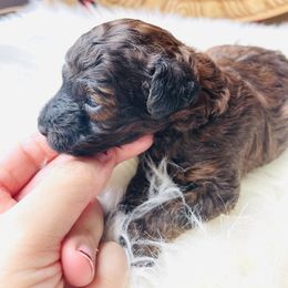Rose (AKC) - Poodle puppy from Happy puppies