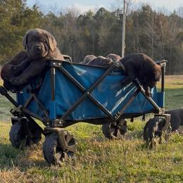 Cane Corso Puppies from Venom Cane Corsos
