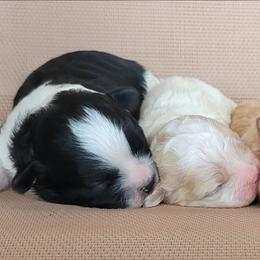 Shihpoo puppies from Pilot Hill Teddy Bear Puppies